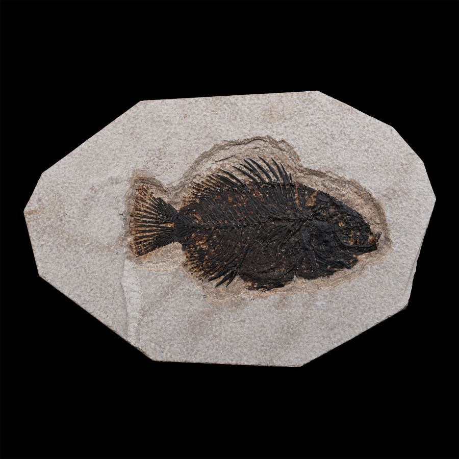 Fossil Priscacara Fish