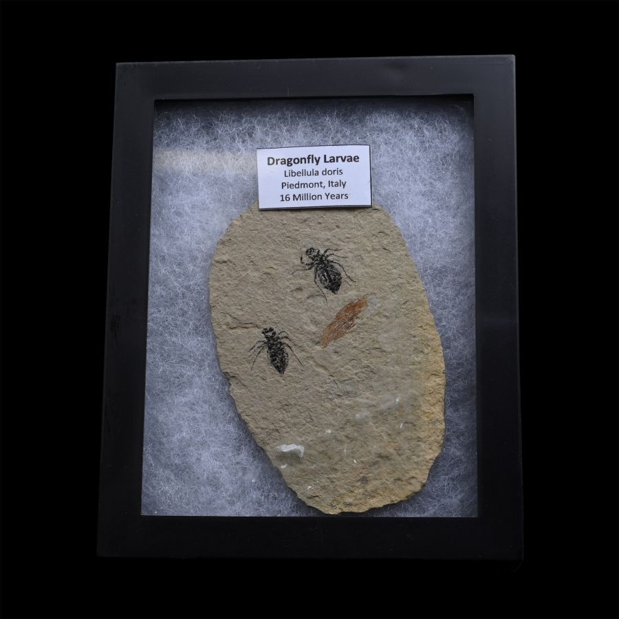 Fossil Dragon Fly Larvae on Matrix