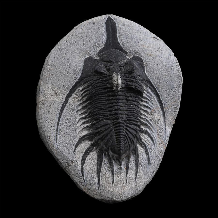Psychopyge Elegans Fossil Trilobite on Matrix
