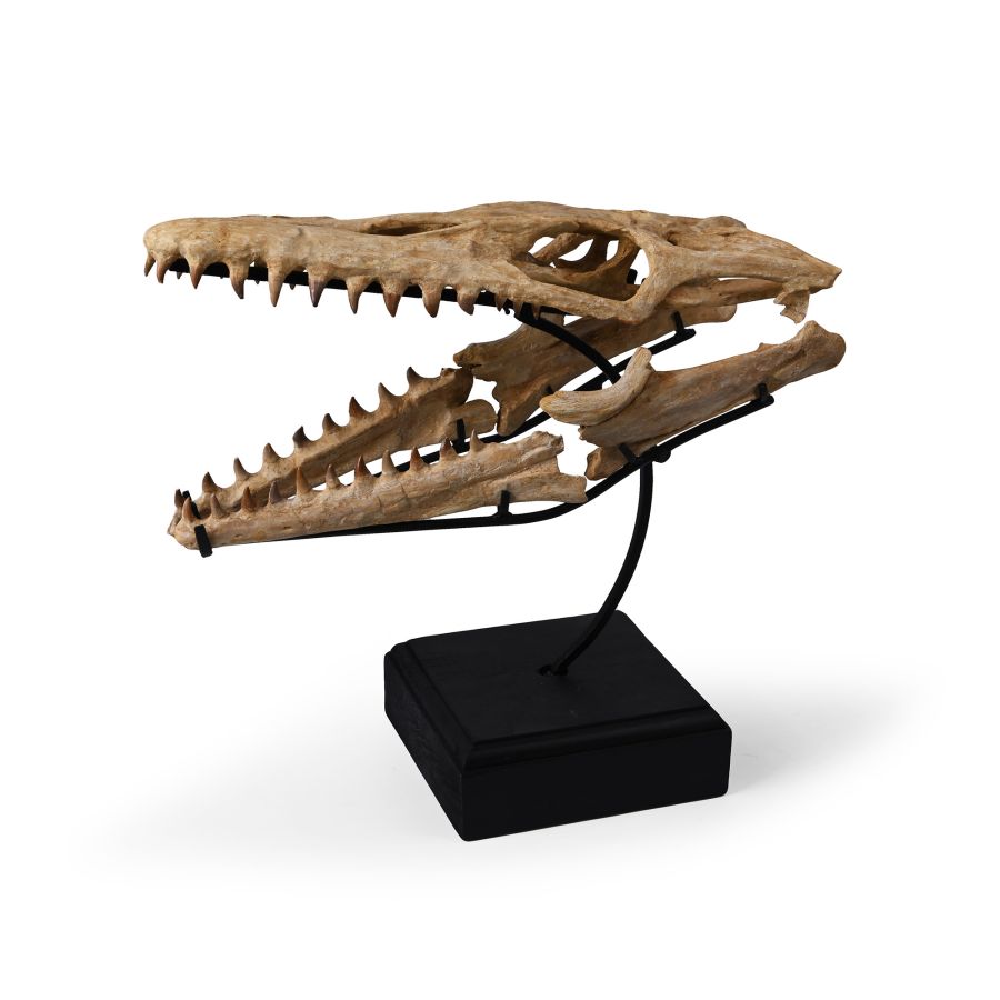 Mosasaur 'Marine Dinosaur' Fossil Skull