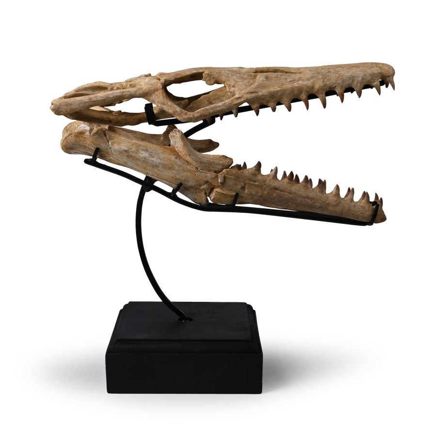 Mosasaur 'Marine Dinosaur' Fossil Skull