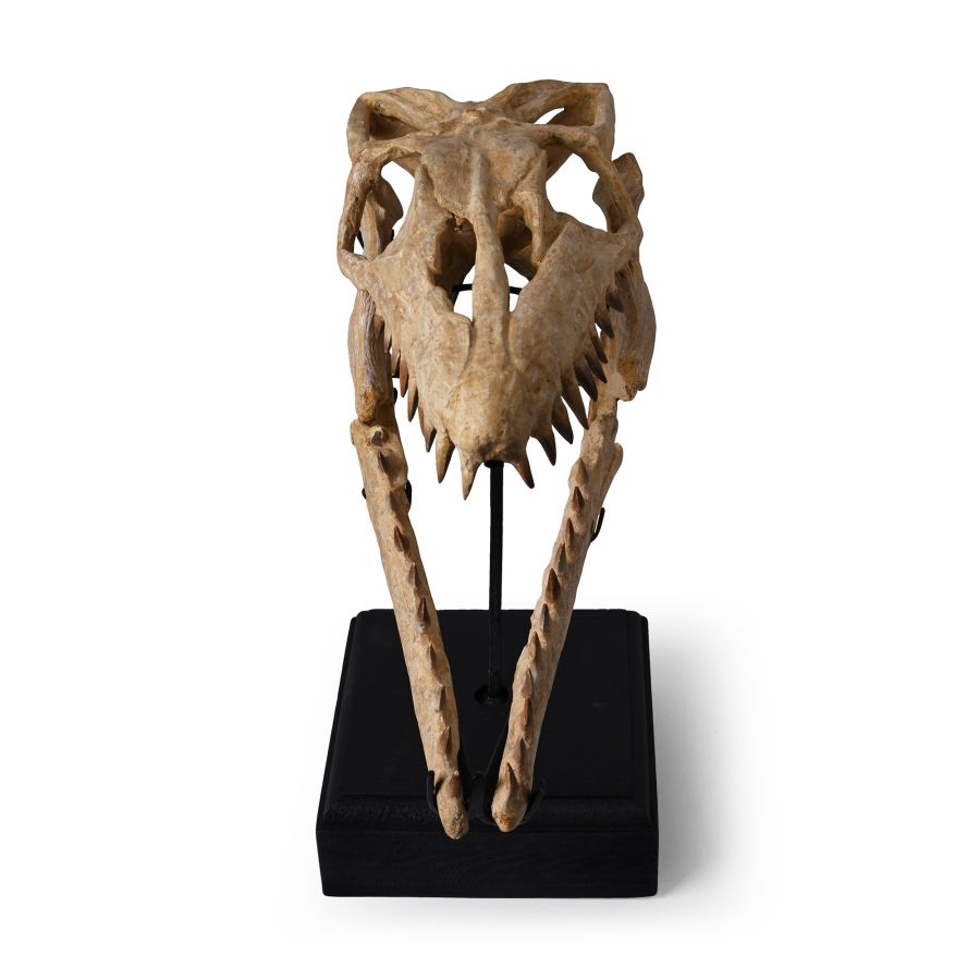Mosasaur 'Marine Dinosaur' Fossil Skull