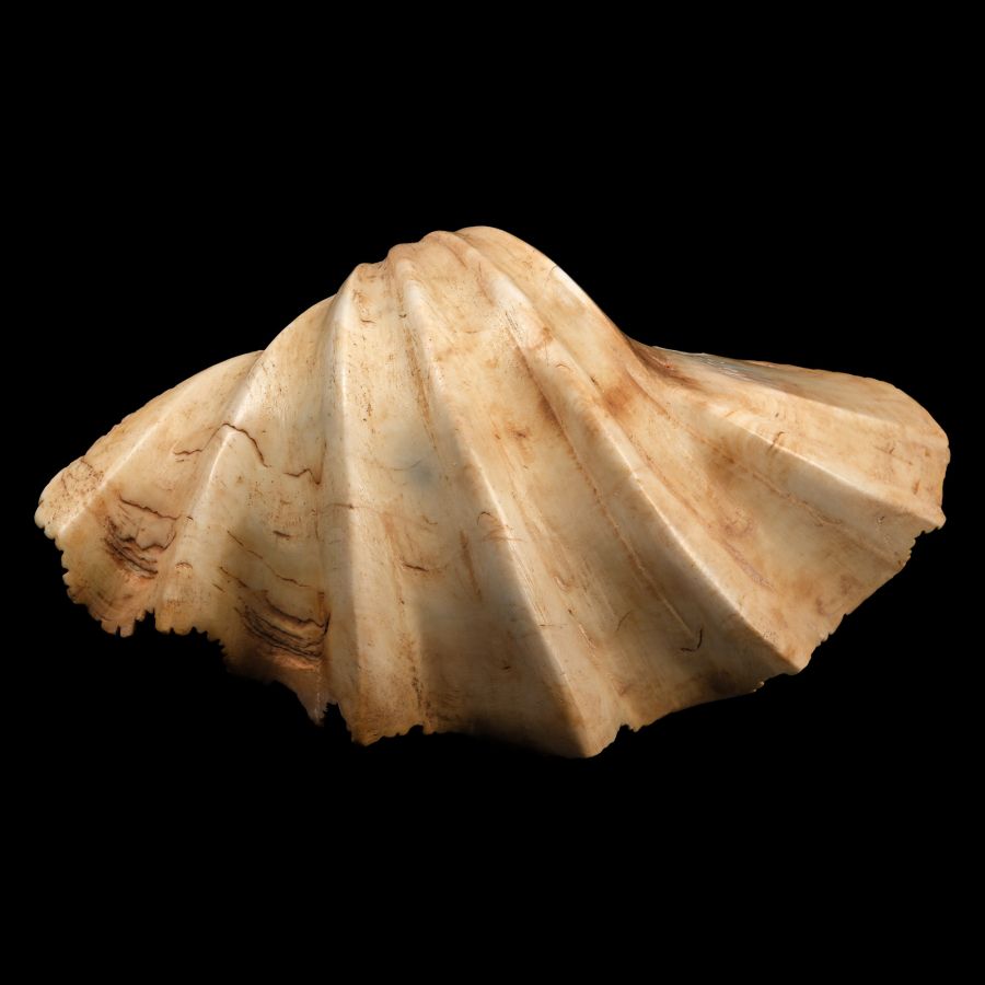 Phoenician Shell Cosmetic Vessel with Carved Eyes