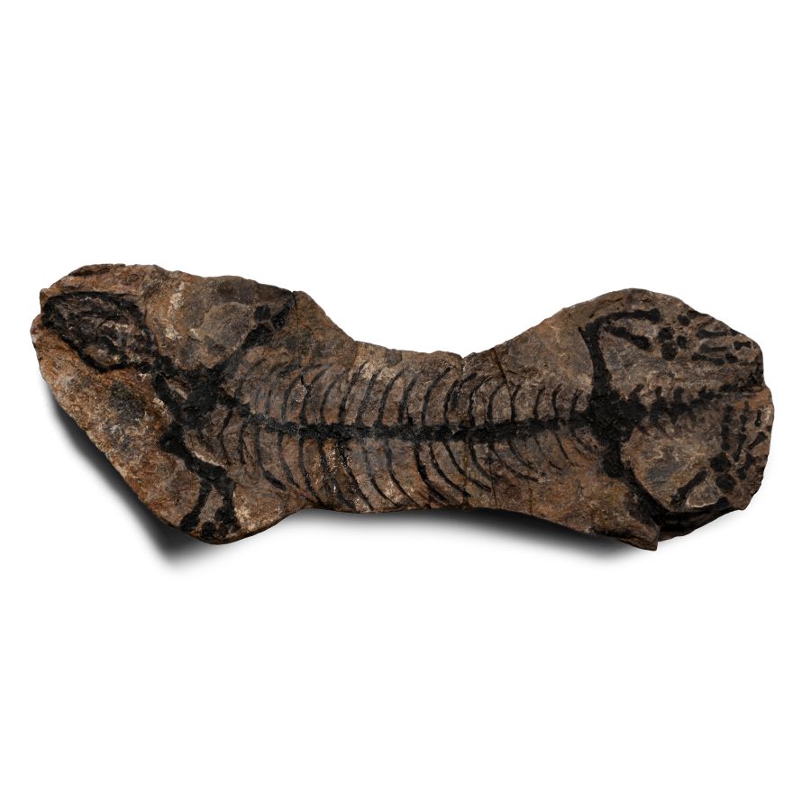 Fossil Barasaurus Besairiei Skeleton in Matrix