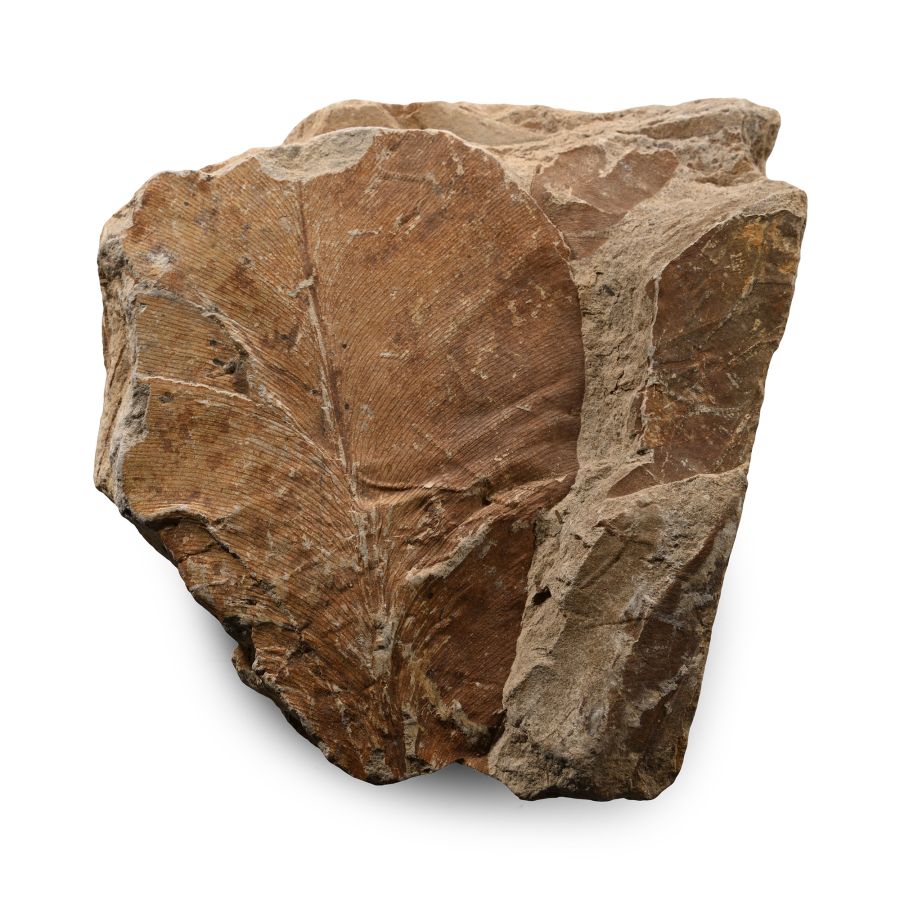 Fossilised Leaves in Matrix
