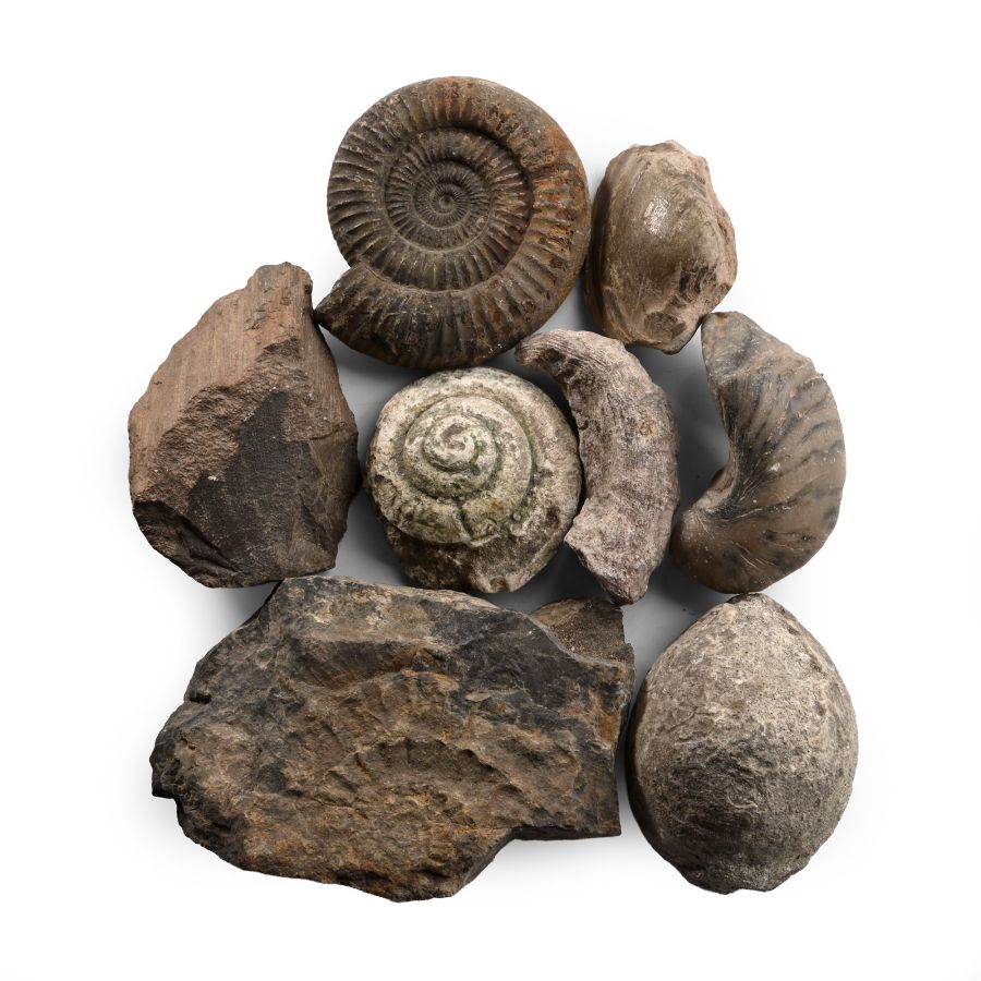 Fossil Collection