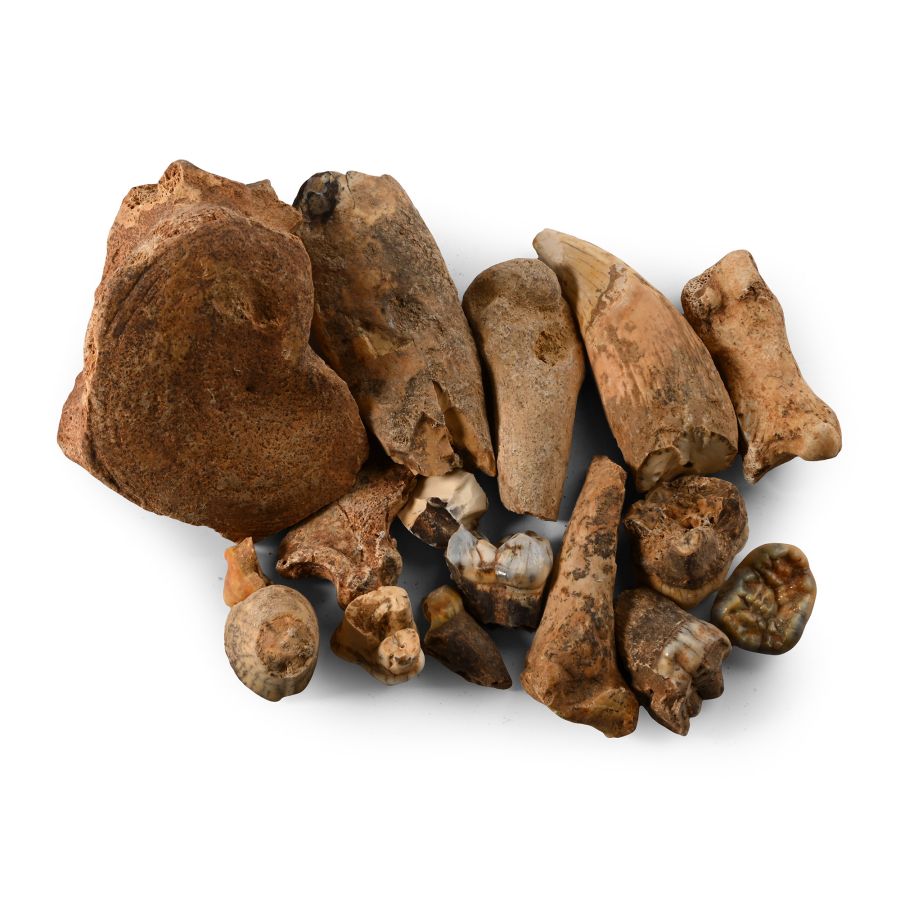 Extinct Animal Bone and Bear's Tooth Collection