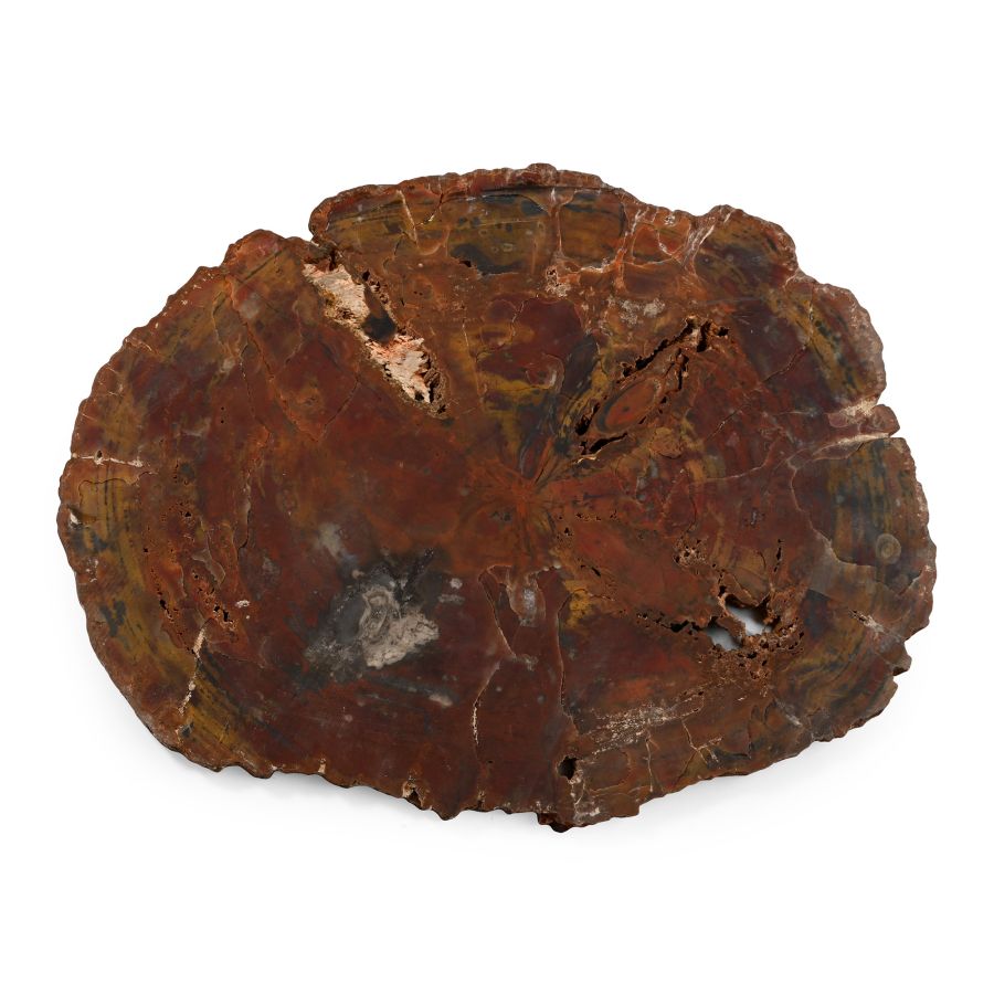 Very Large Cut Natural Unpolished  Fossilised Tree Trunk Slice