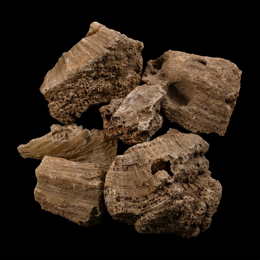 Group of Six [6] Fossilised Coral Specimens