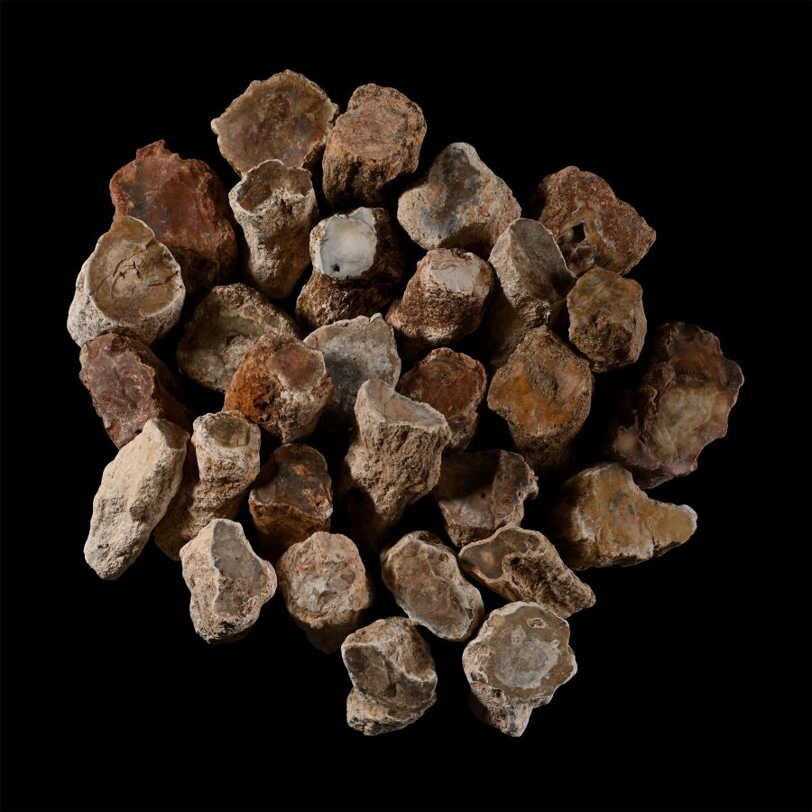 Group of Thirty [30] Medium Size Fossilised Tree Branch Sections