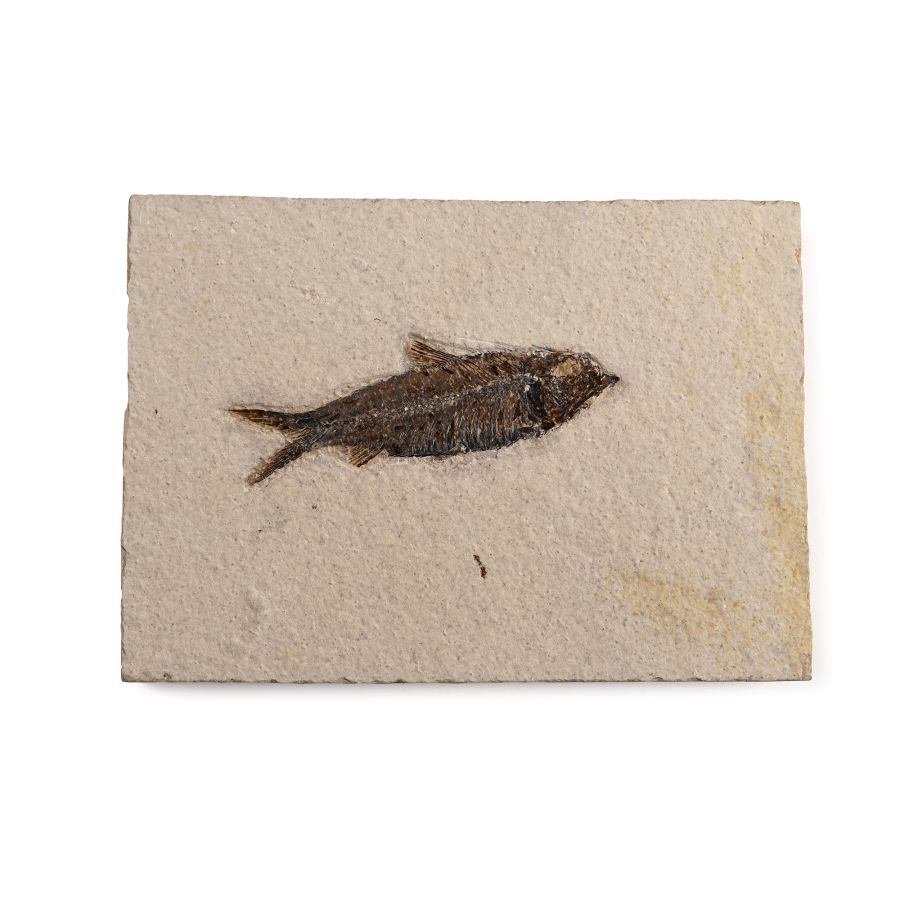 Fossil Knightia Fish Plate