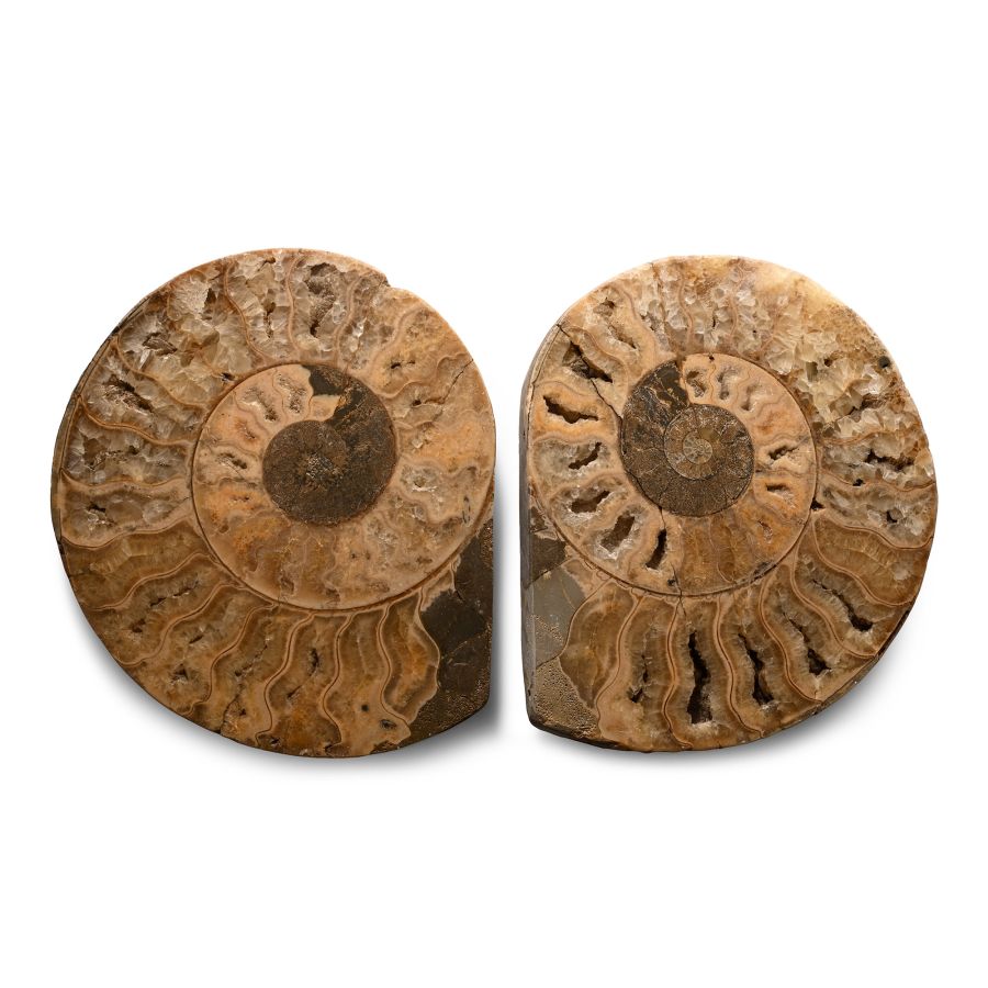 Large Cut and Polished Fossil Ammonite Halves