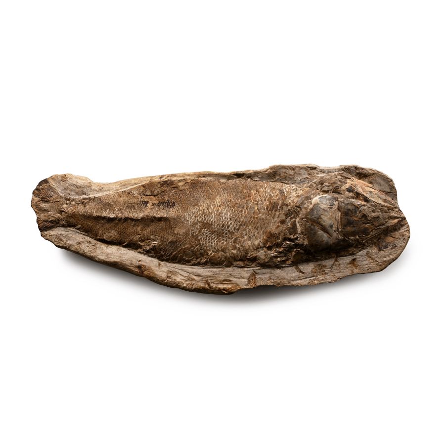 Large Fossil Fish in Matrix