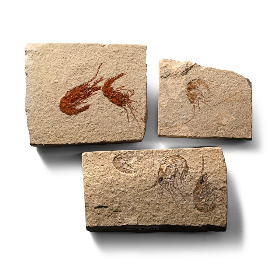 Fossil Shrimp in Matrix Group