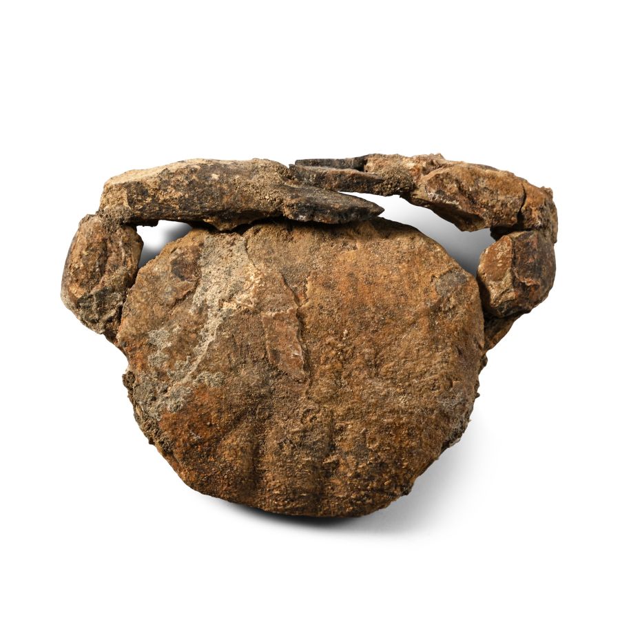 Fossil Crab with Both Claws