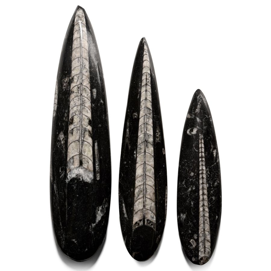 Large Polished Fossil Orthoceras Specimen Collection