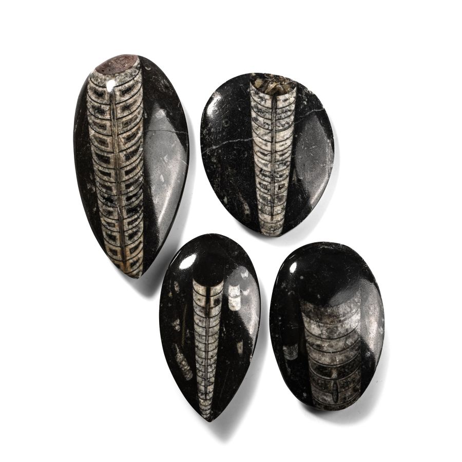 Polished Fossil Orthoceras Specimen Collection