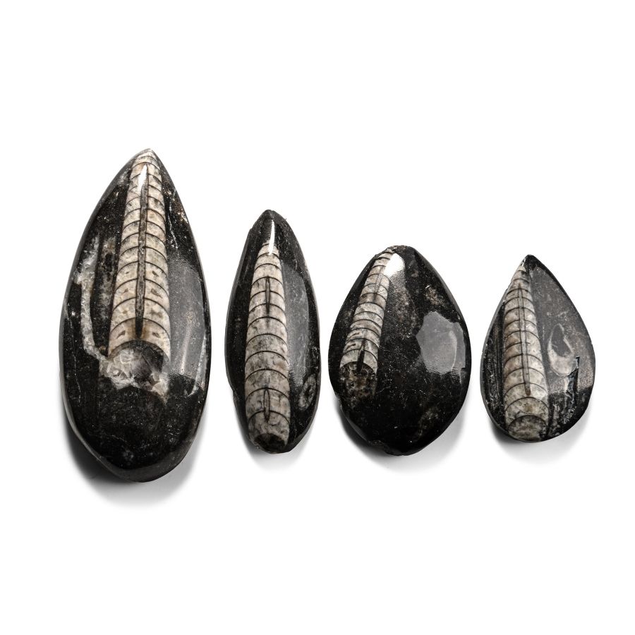 Polished Fossil Orthoceras Specimen Collection