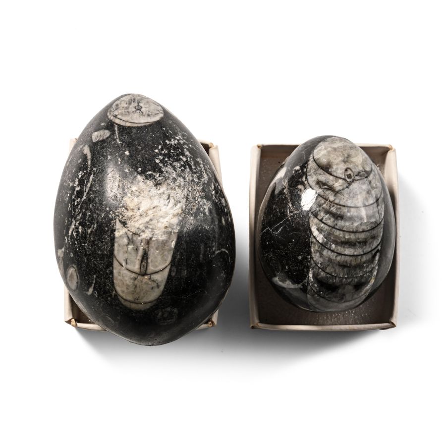 Polished Fossil Orthoceras Egg Pair
