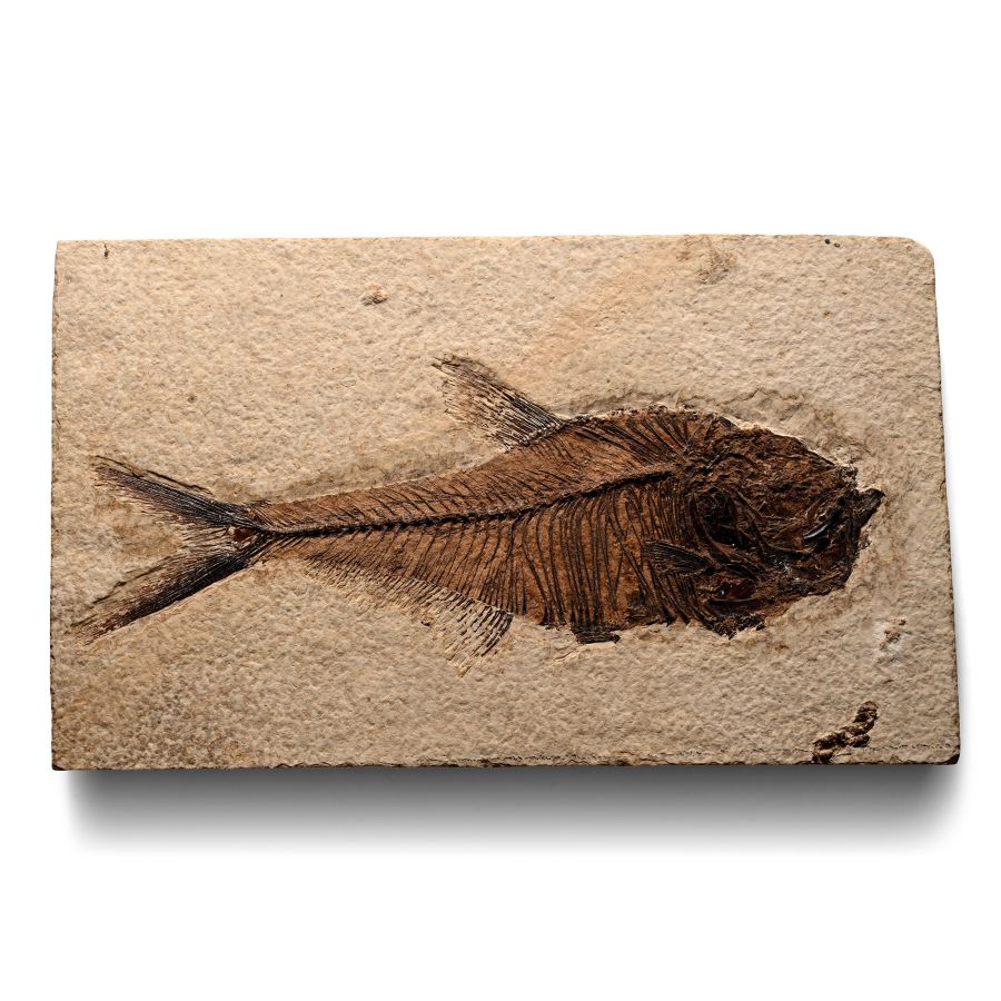 Fossil Diplomystus Fish in Matrix