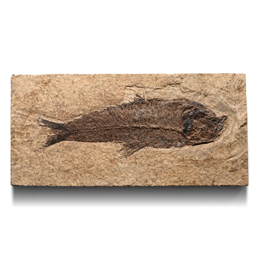 Fossil Fish in Matrix