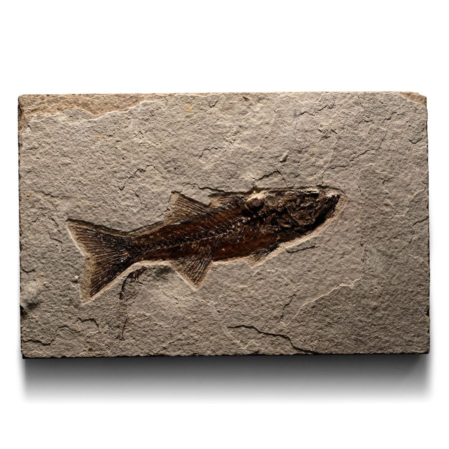 Fossil Mioplosus Fish in Matrix