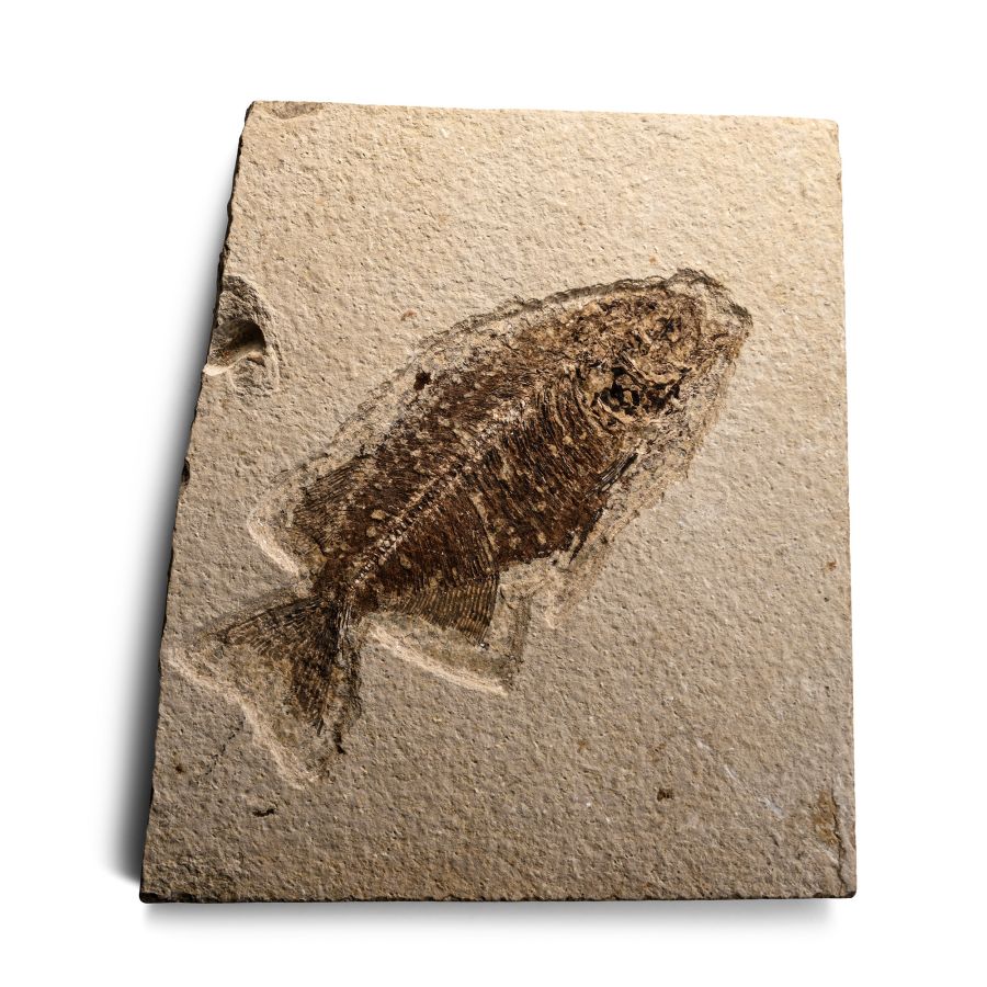 Fossil Phareodus Fish in Matrix