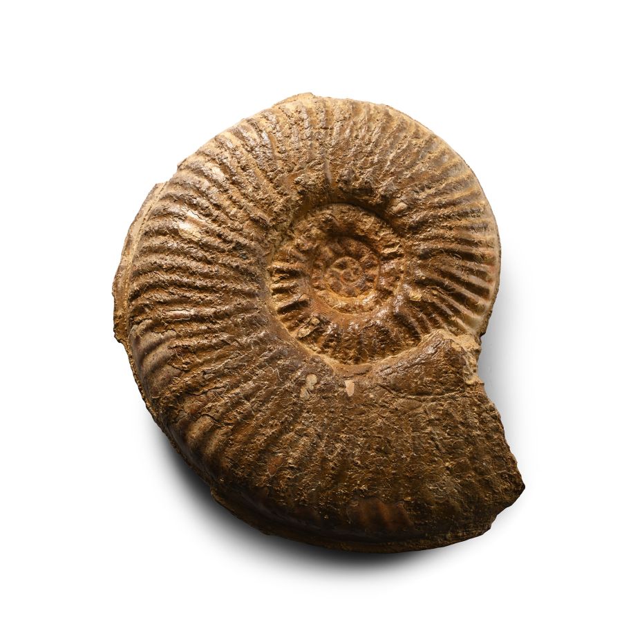 Fossil Hammatoceras Ammonite
