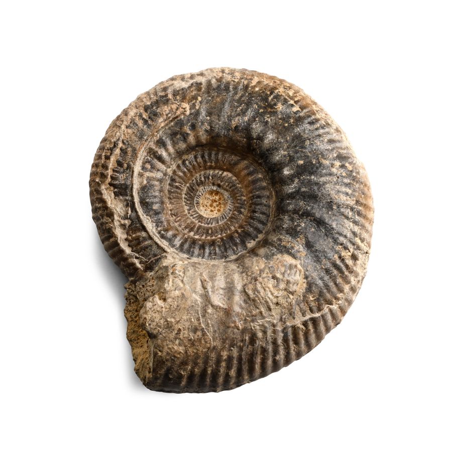 Fossil Procerites Ammonite