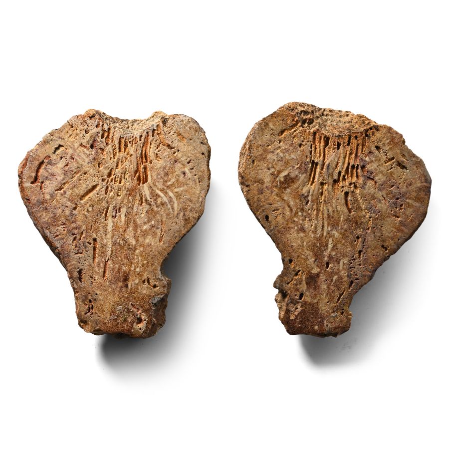 Cut and Polished Fossil Seed in Nodule