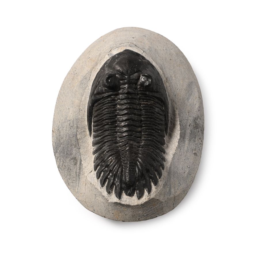 Fossil Asaphus Trilobite in Matrix