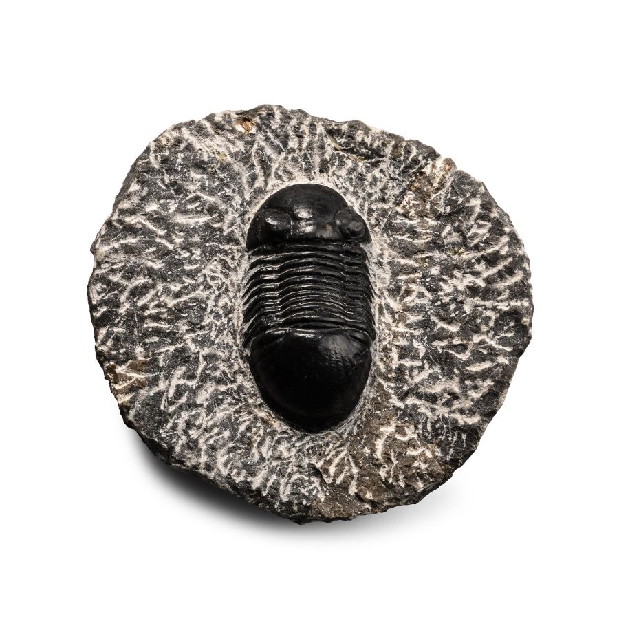 Fossil Thysanopeltidae Trilobite in Matrix