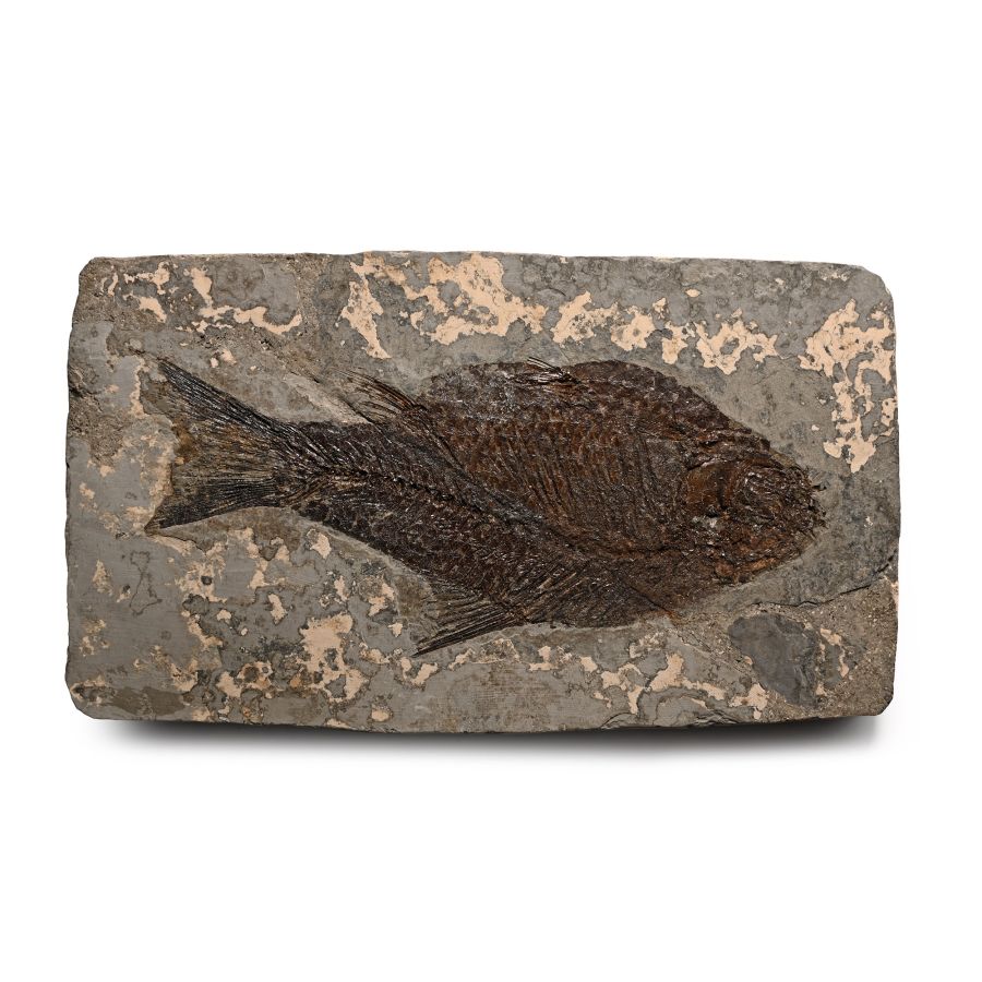 Fossil Vinctifer Jianghanichthys Species Fish in Matrix