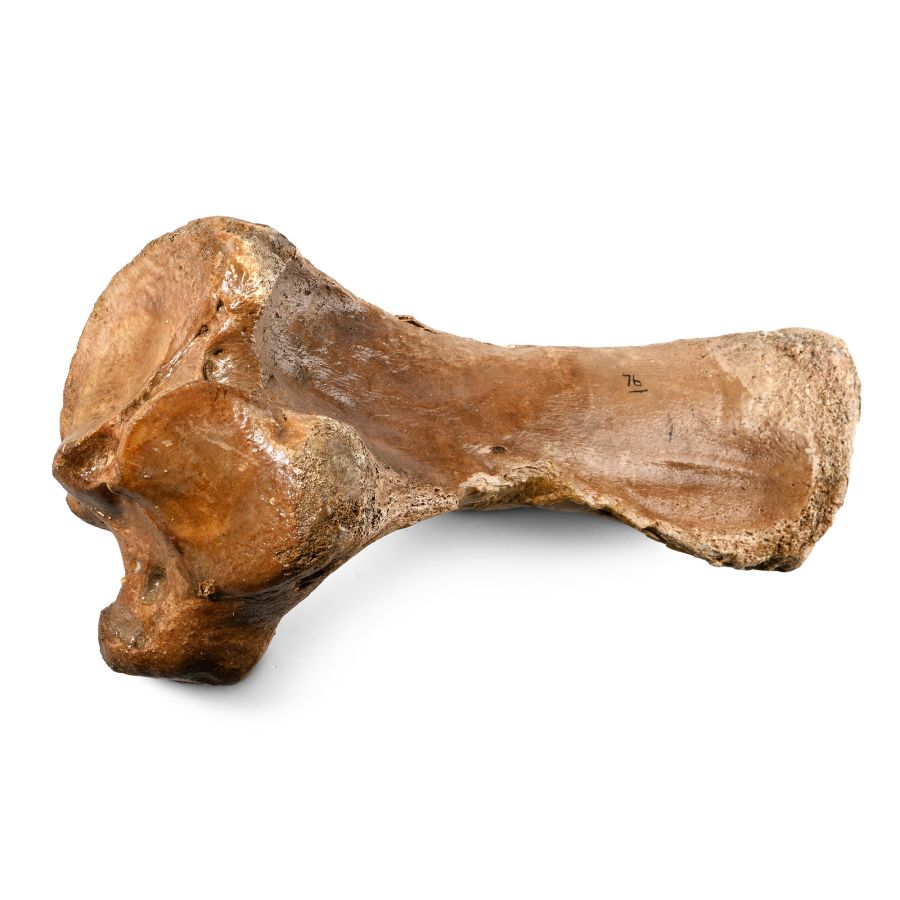 Large Woolly Rhinocerous Leg Bone