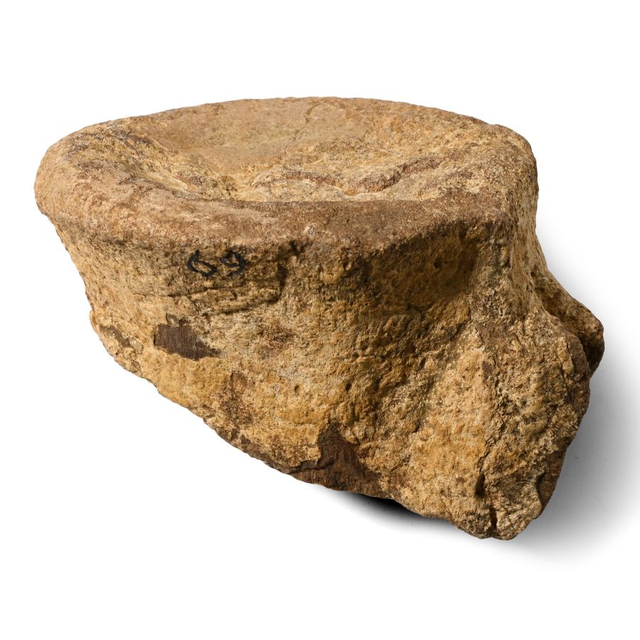 British Fossil Vertebra