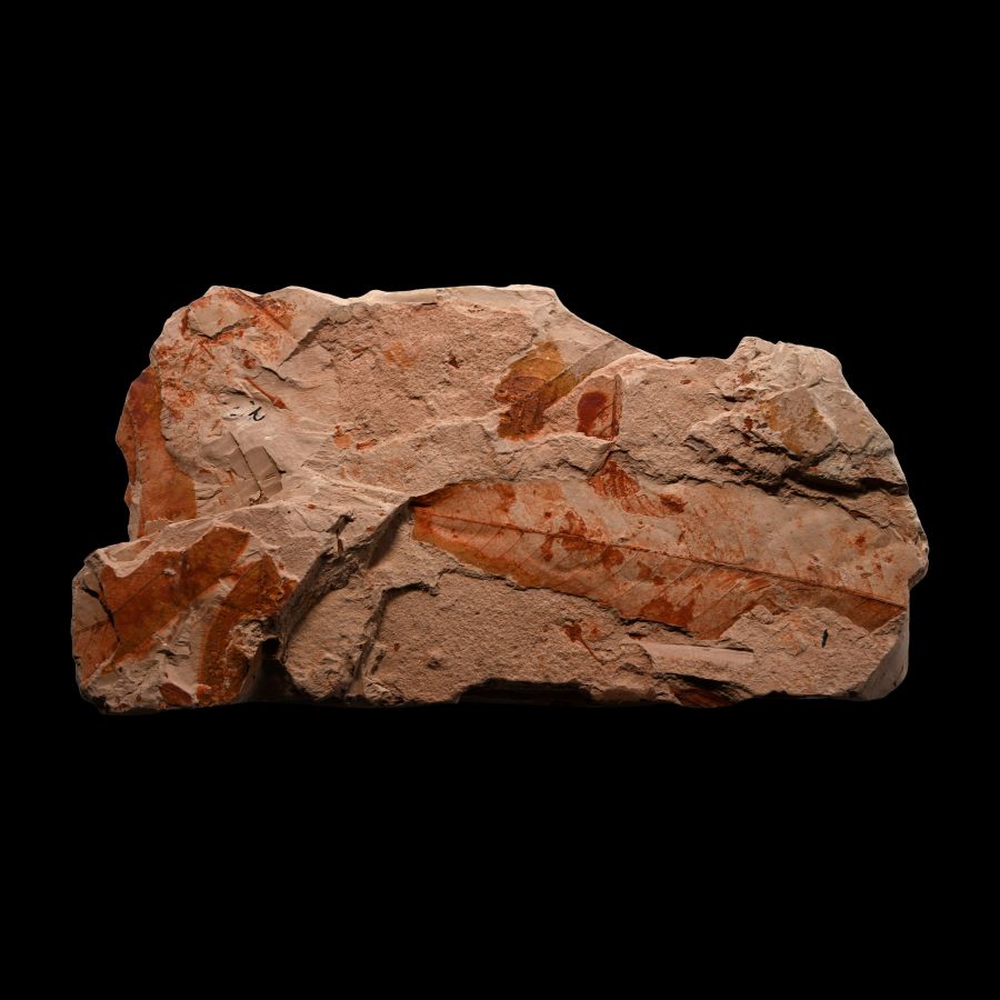 Fossil Nothofagus Ferns in Matrix
