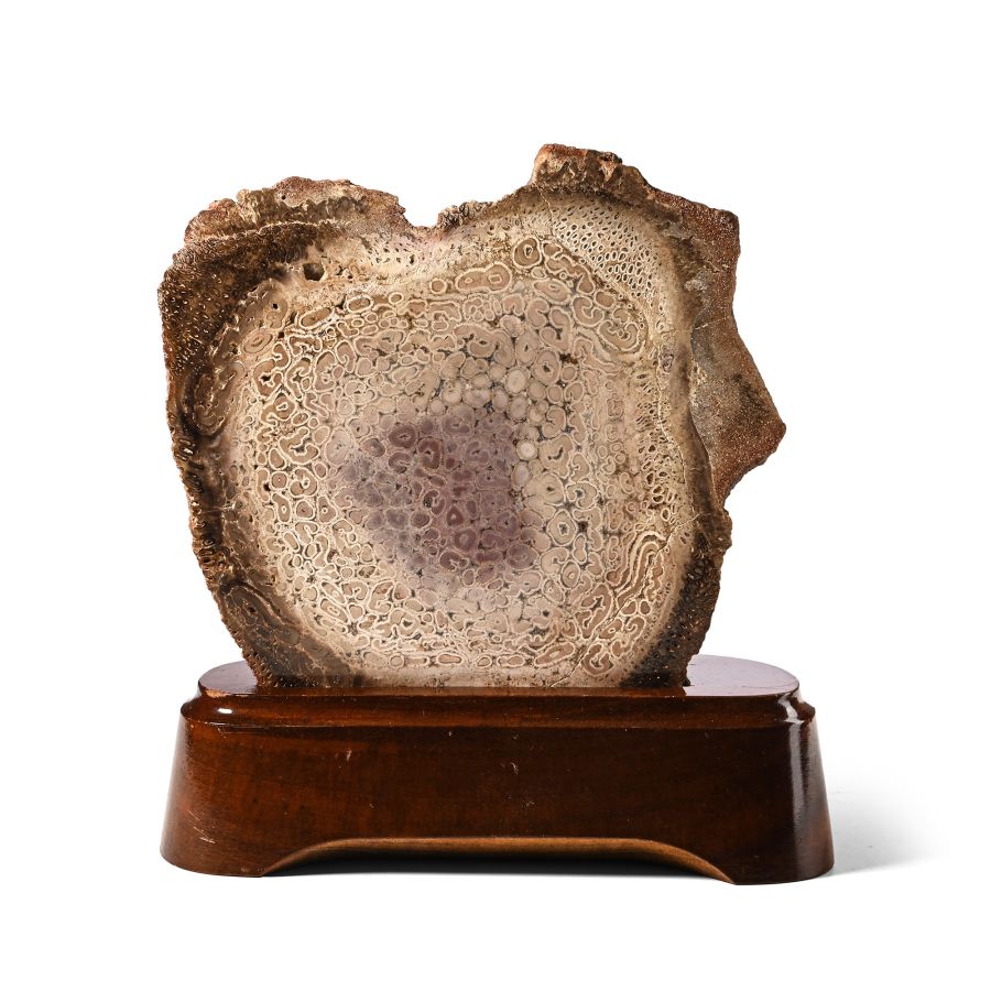 Cut and Polished Psaronius Brasiliensis Fossil Fern Slice on Stand