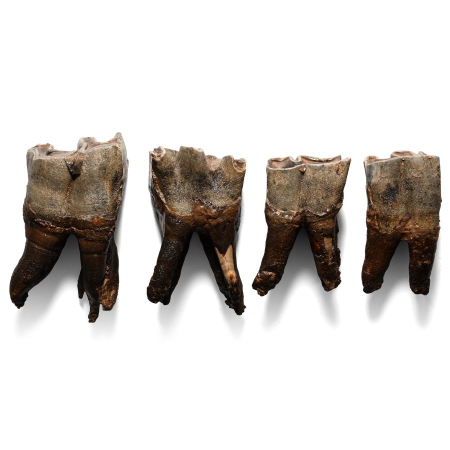 Set of Woolly Rhinoceros Teeth