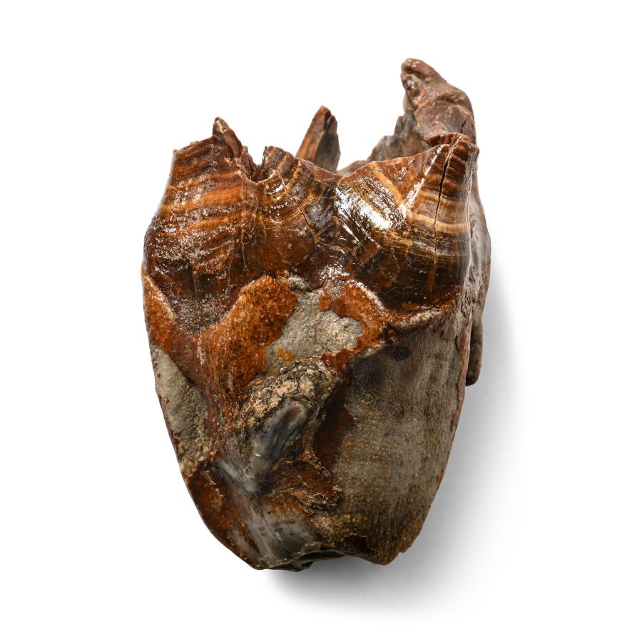 Woolly Rhinoceros Large Upper Jaw Tooth