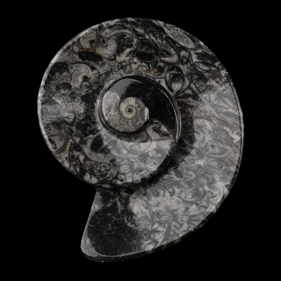 Polished 'Designer' Fossil Goniatite Dish