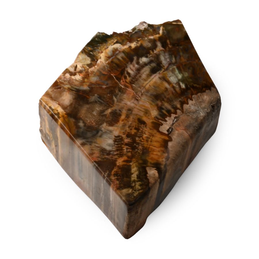 Polished Fossil Tree Section