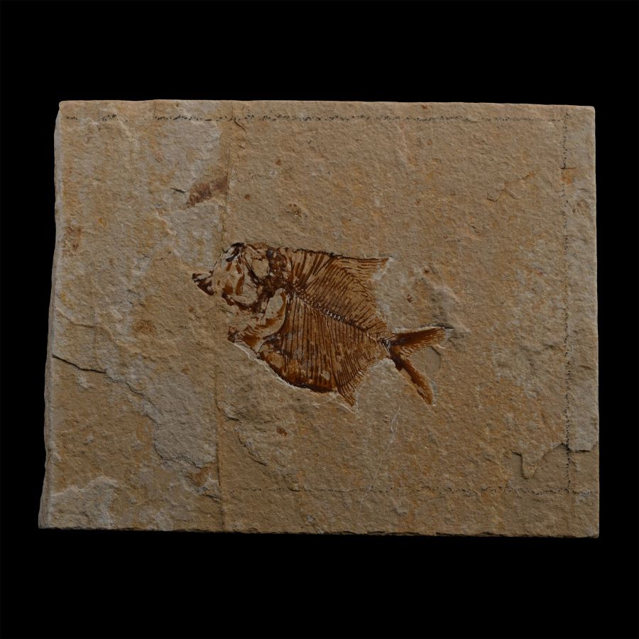 Diplomystus Fossil Fish