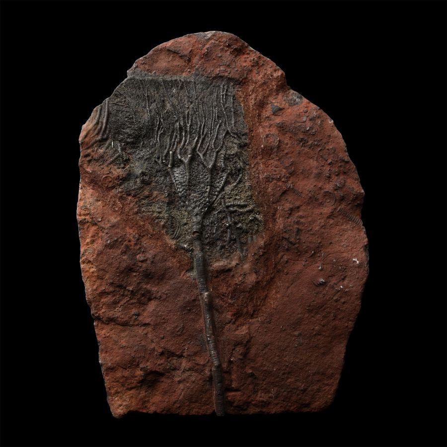 Fossil Crinoid Plate