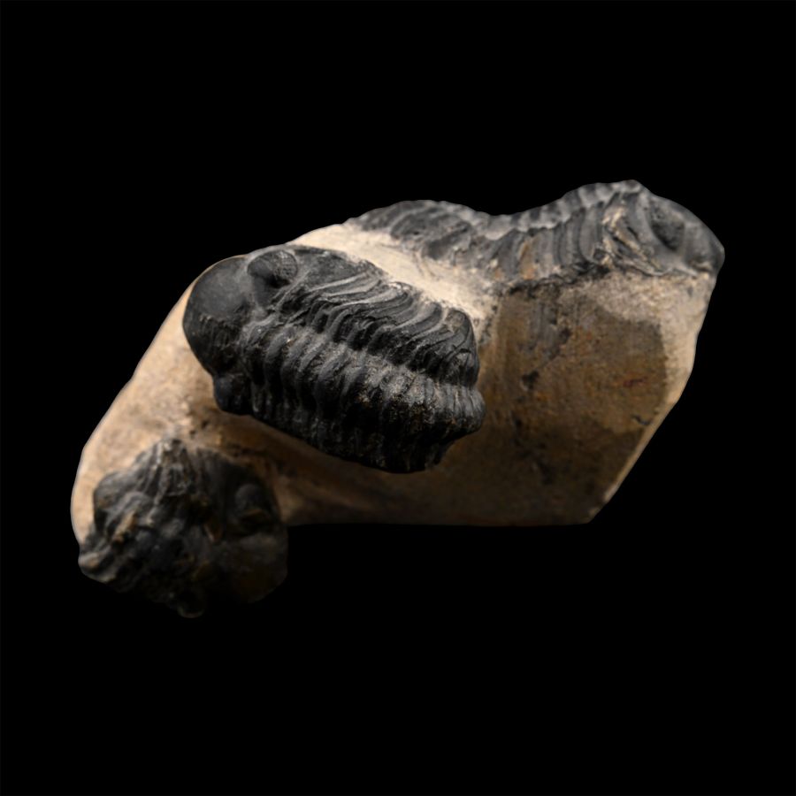 Fossil Phacops Trilobite on Matrix