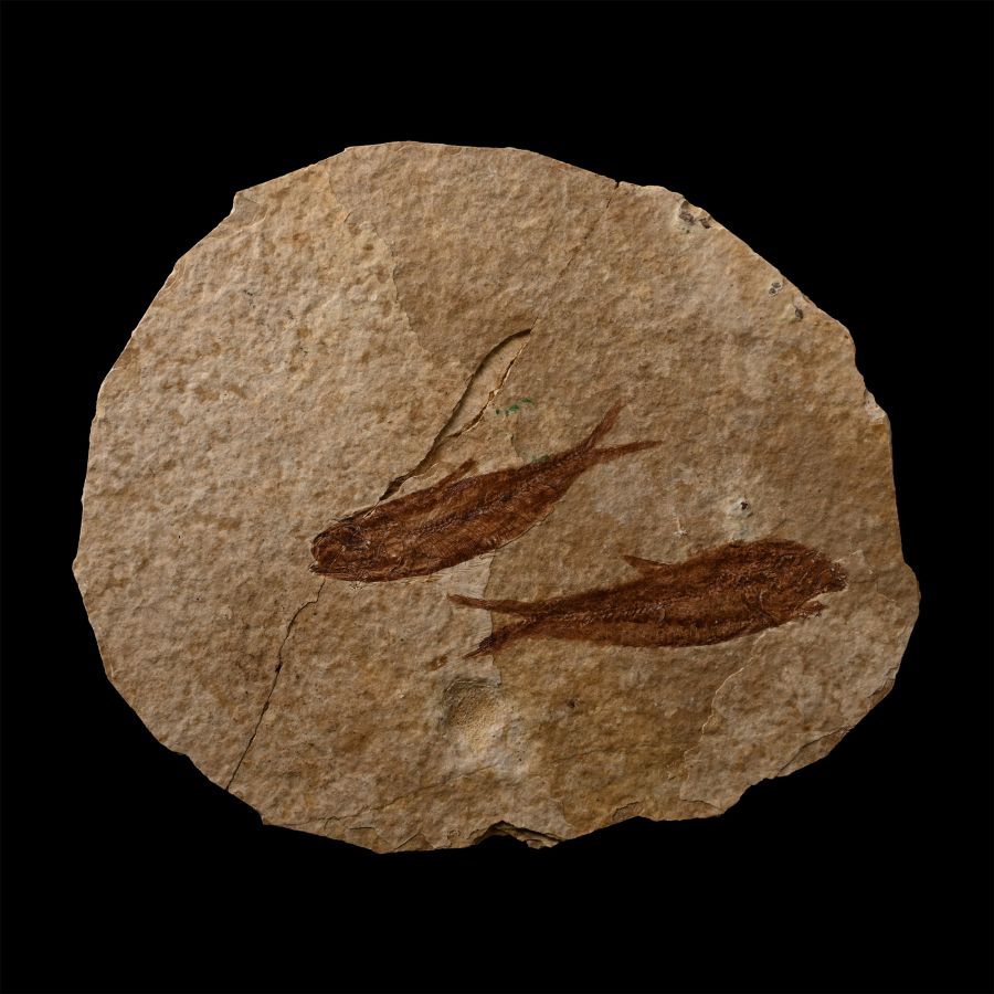 Knightia Double Fossil Fish Plate