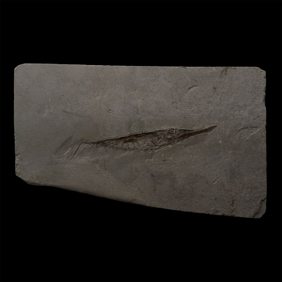 Fossil Italian Razor Fish on Matrix