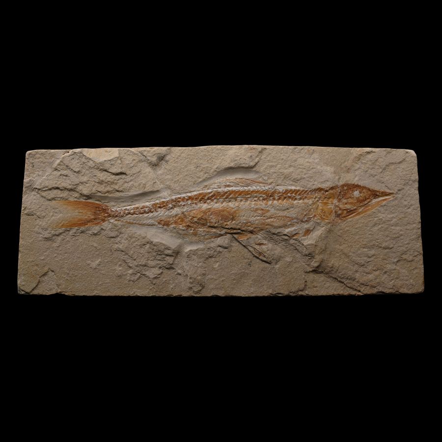 Fossil Prionolepis Fish