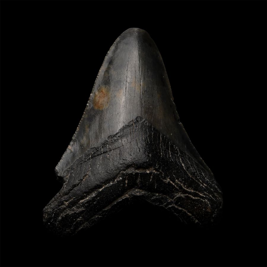 Megalodon Extinct Giant Shark's Fossil Tooth