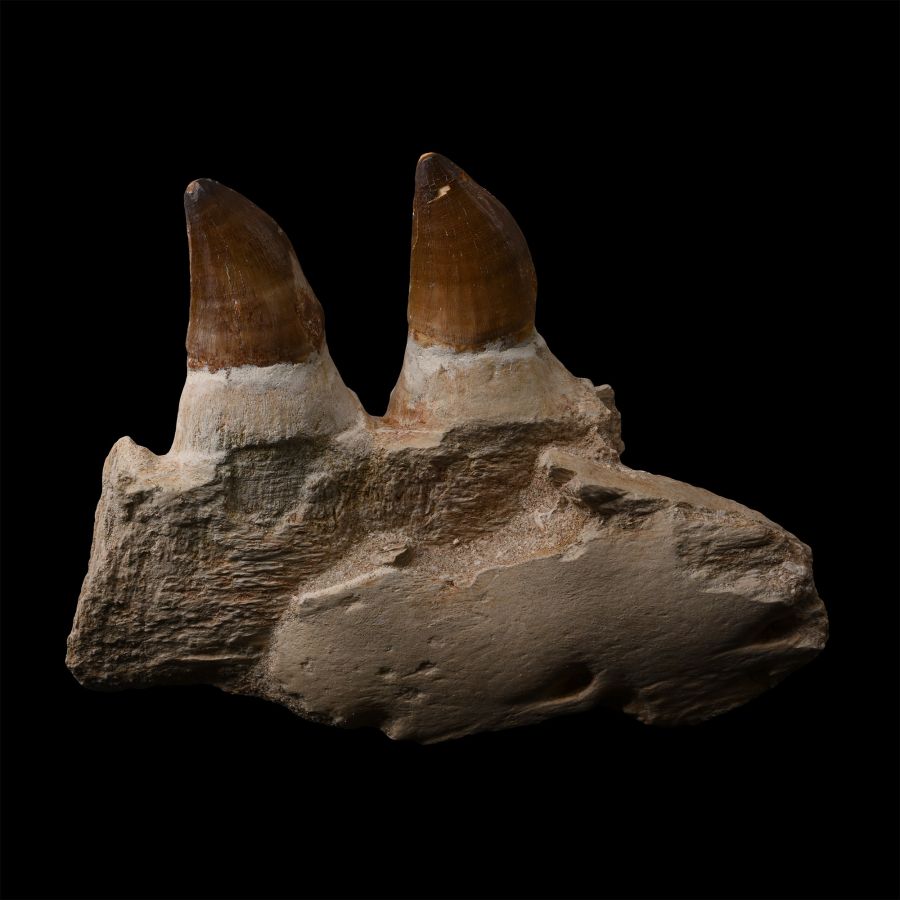 Large Fossil Mosasaur 'Marine Dinosaur' Jaw Fragment