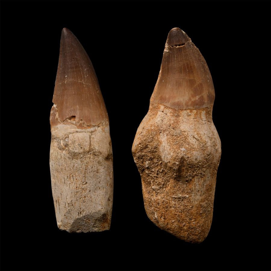 Fossil Mosasaur 'Marine Dinosaur' Tooth Pair